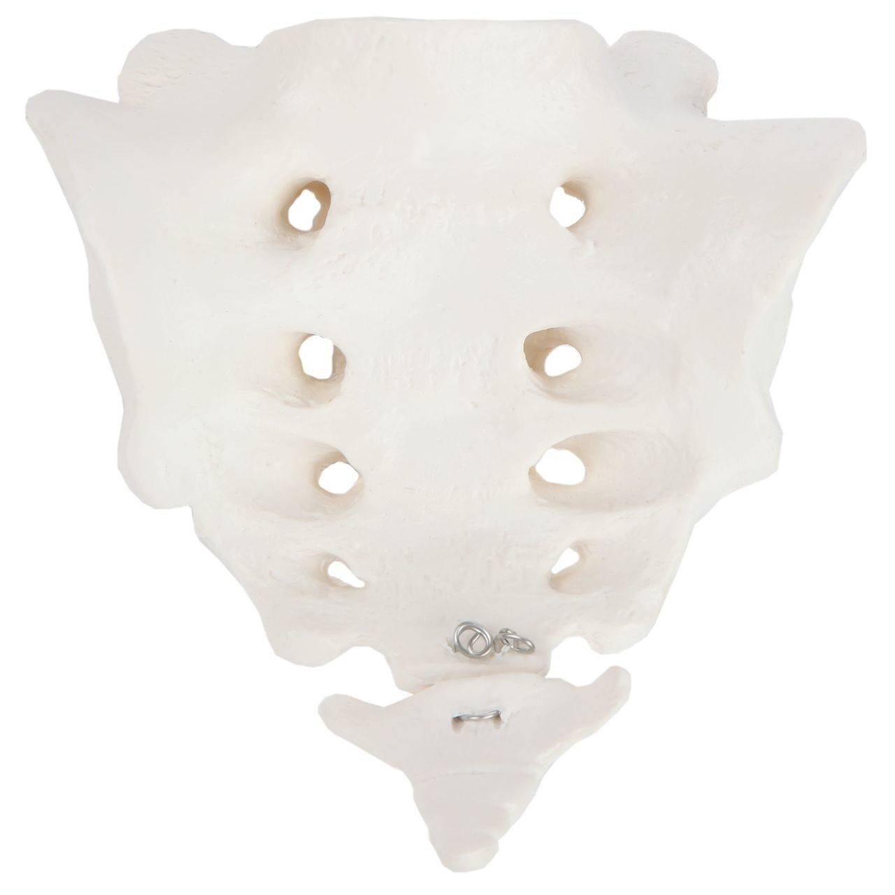 Axis Scientific Sacrum