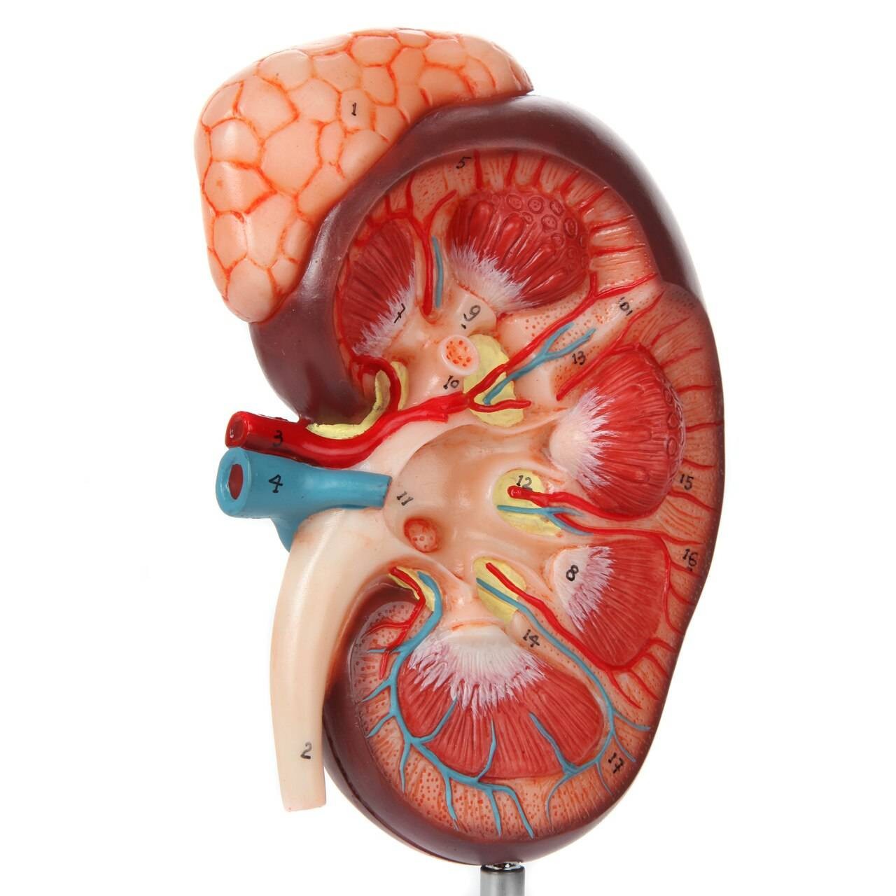 Axis Scientific Kidney Model with Adrenal Gland