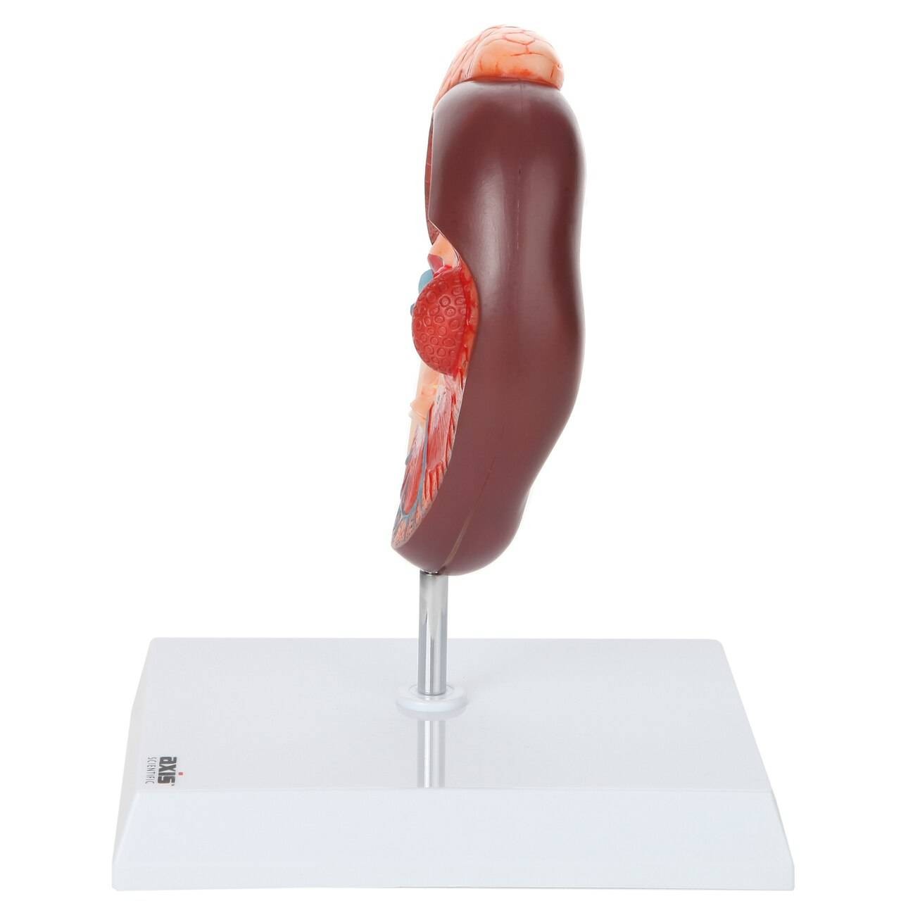 Axis Scientific Kidney Model with Adrenal Gland