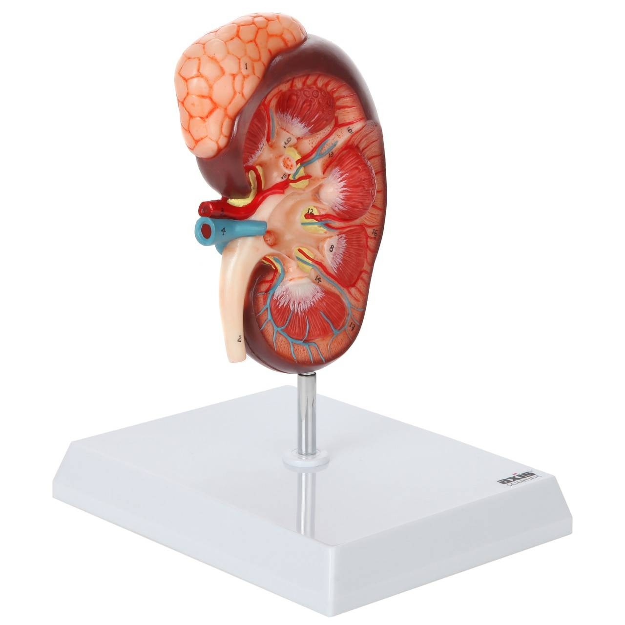 Axis Scientific Kidney Model with Adrenal Gland