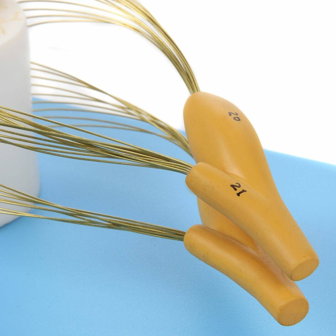 Axis Scientific Enlarged Spinal Cord Model with Nerves 8x Life Size