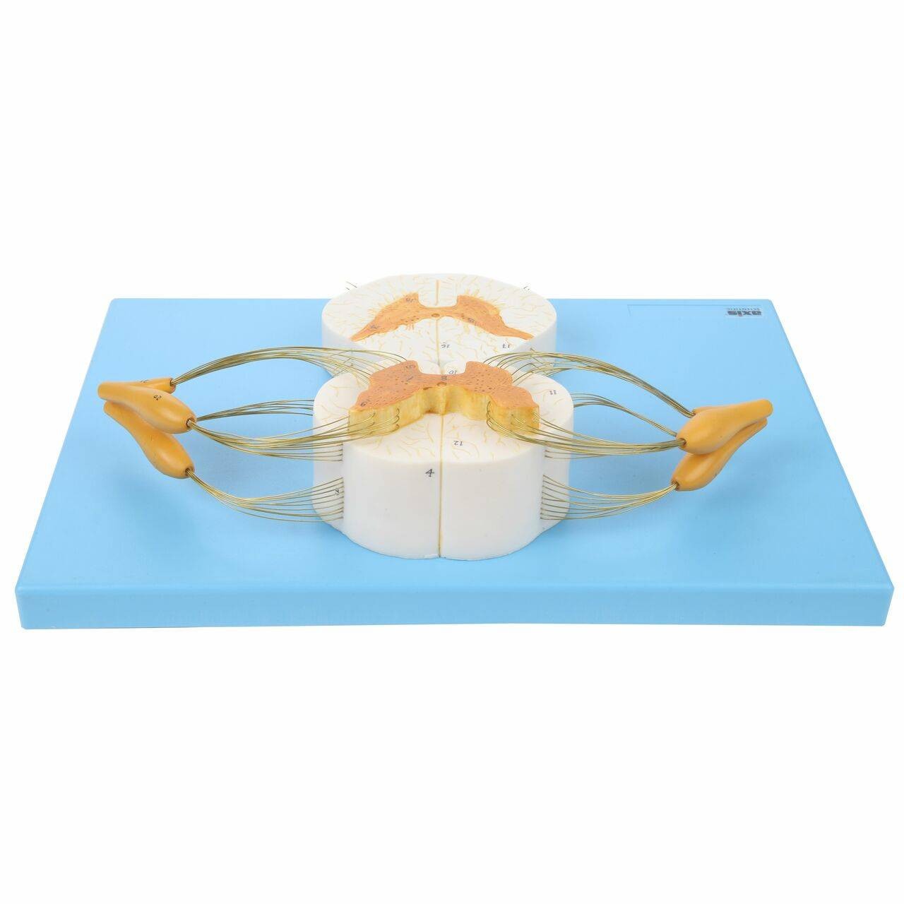 Axis Scientific Enlarged Spinal Cord Model with Nerves 8x Life Size