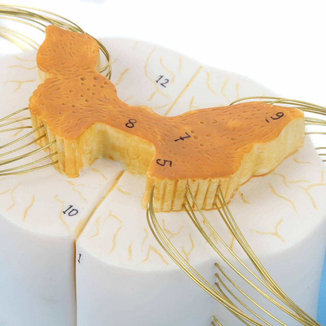 Axis Scientific Enlarged Spinal Cord Model with Nerves 8x Life Size