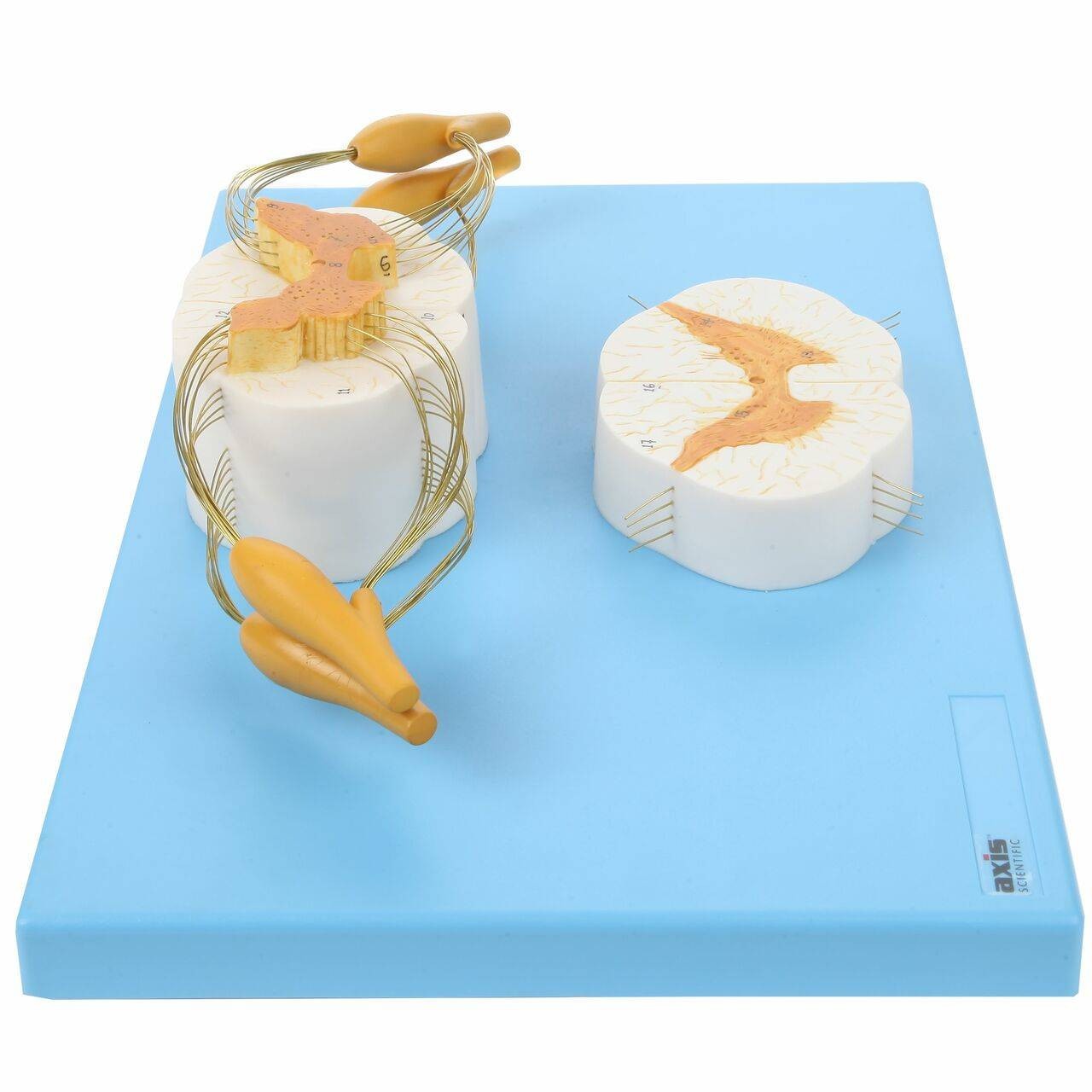 e Otsuka Physical Structure オリジナル e Otsuka Physical Structure オリジナル Cryo-EM structure of the