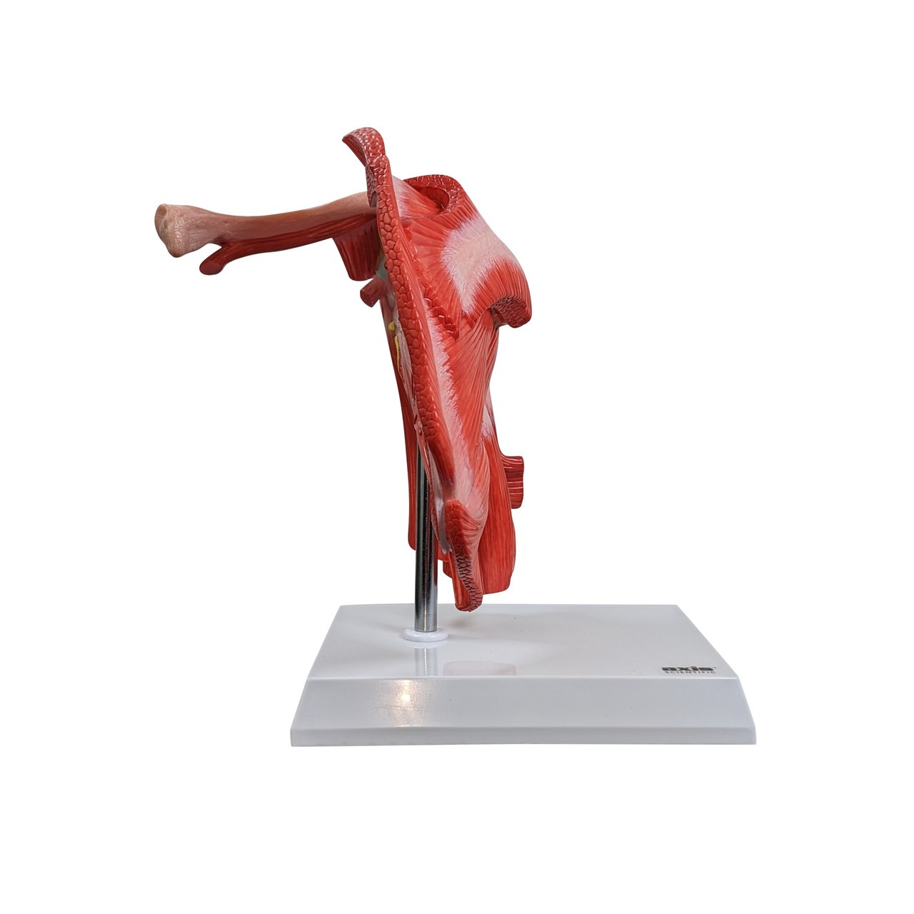 Axis Scientific Muscled Shoulder Joint