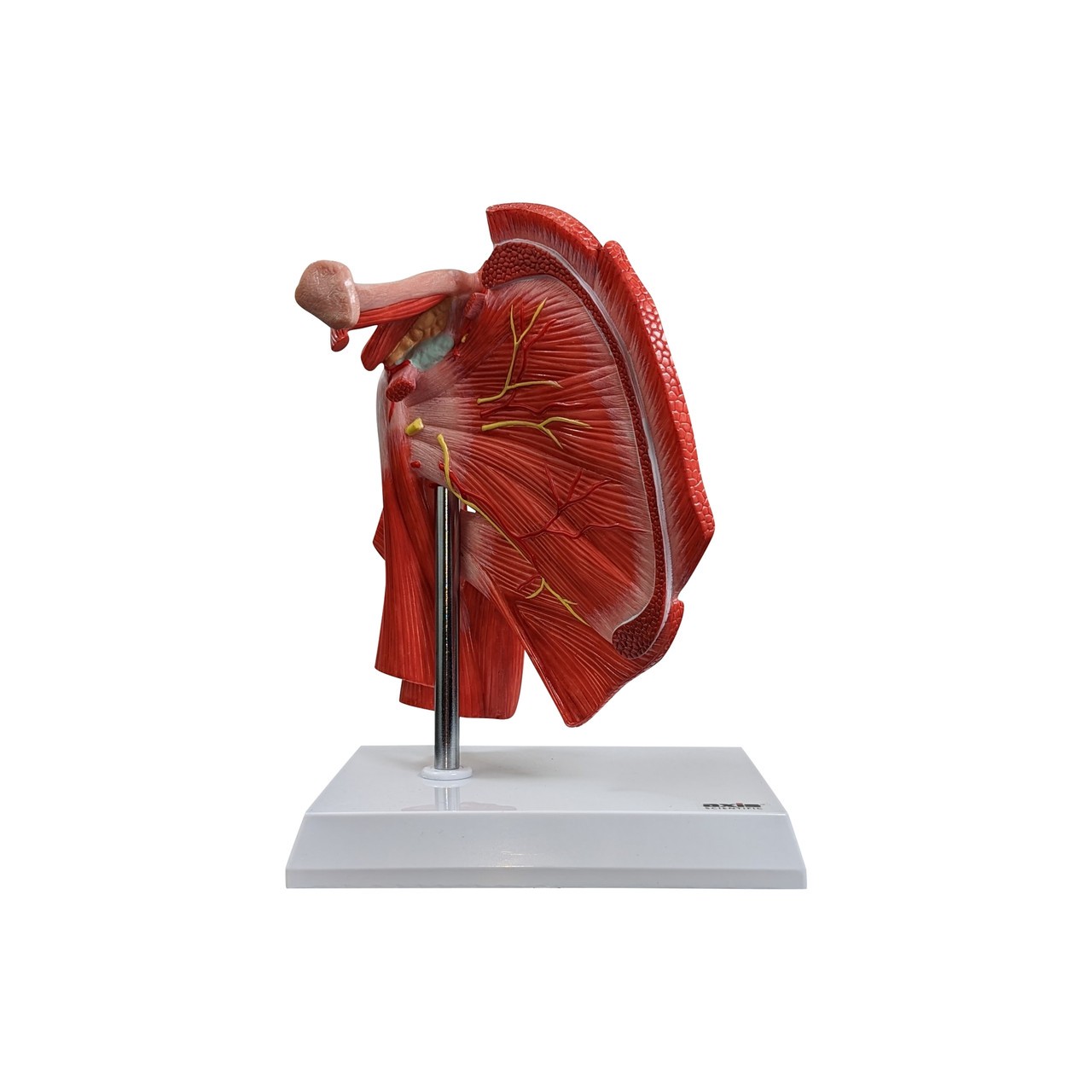 Axis Scientific Muscled Shoulder Joint