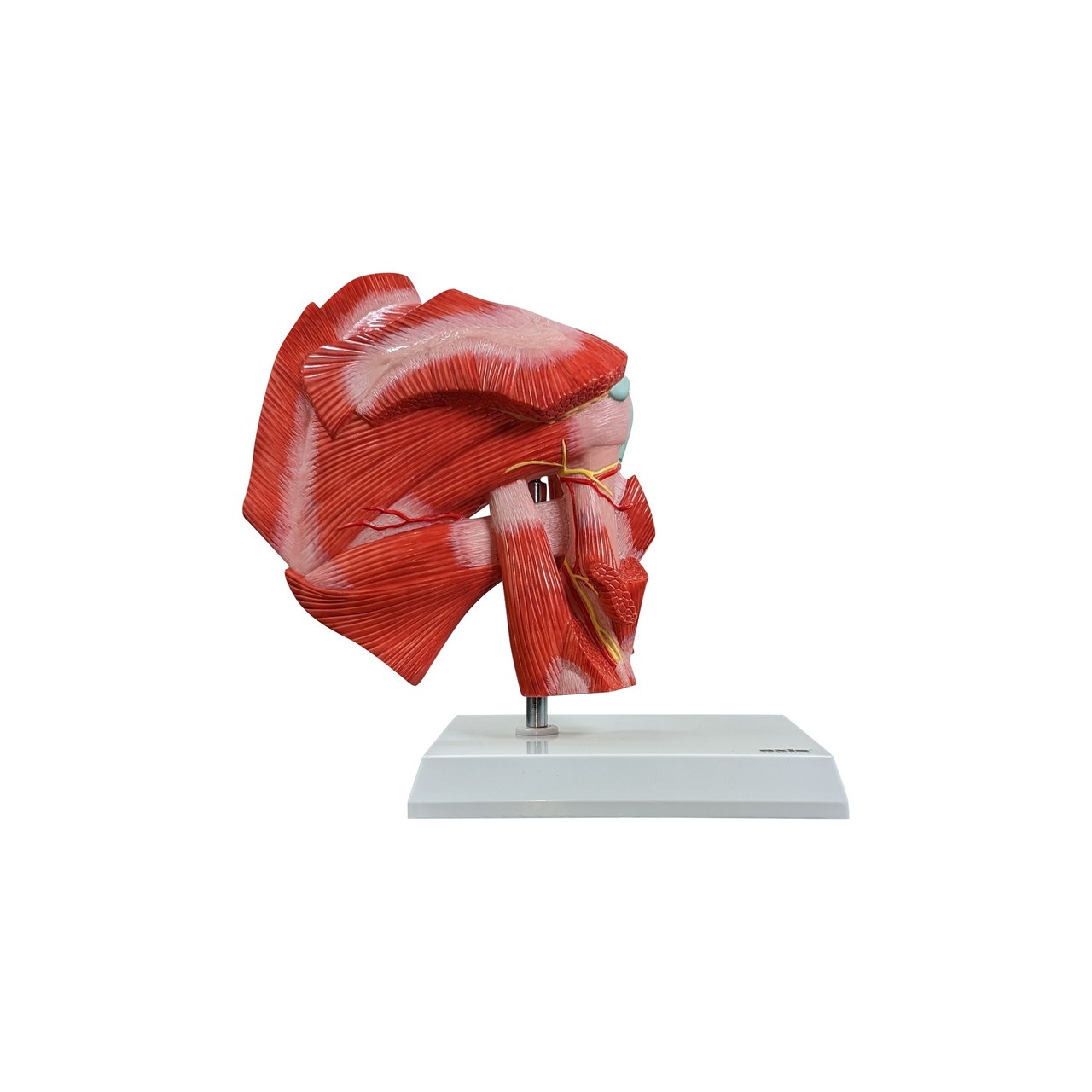 Axis Scientific Muscled Shoulder Joint