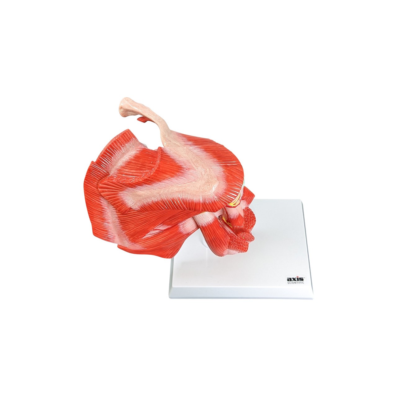 Axis Scientific Muscled Shoulder Joint
