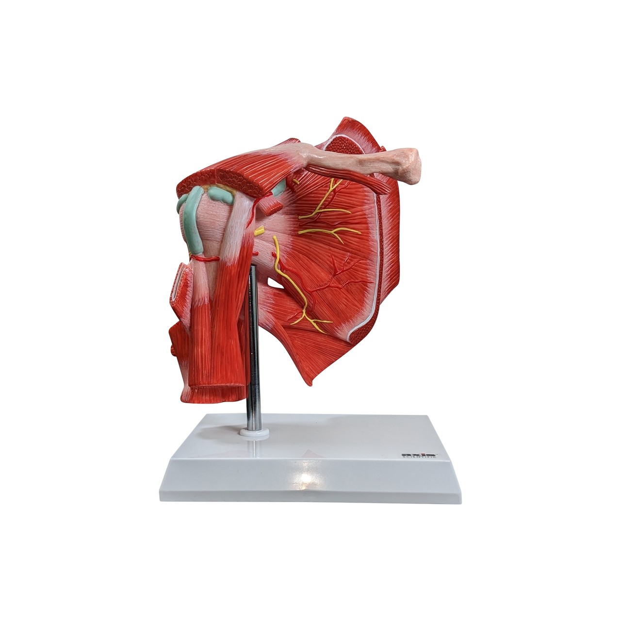 Axis Scientific Muscled Shoulder Joint