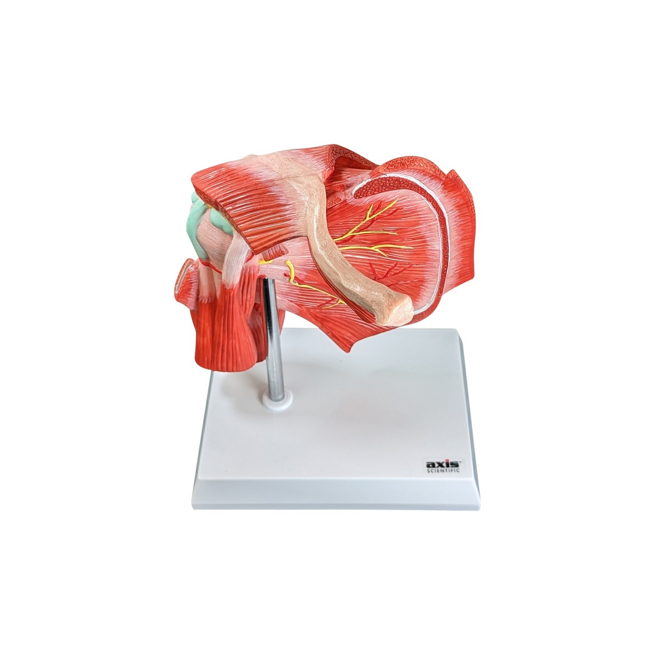 Axis Scientific Muscled Shoulder Joint