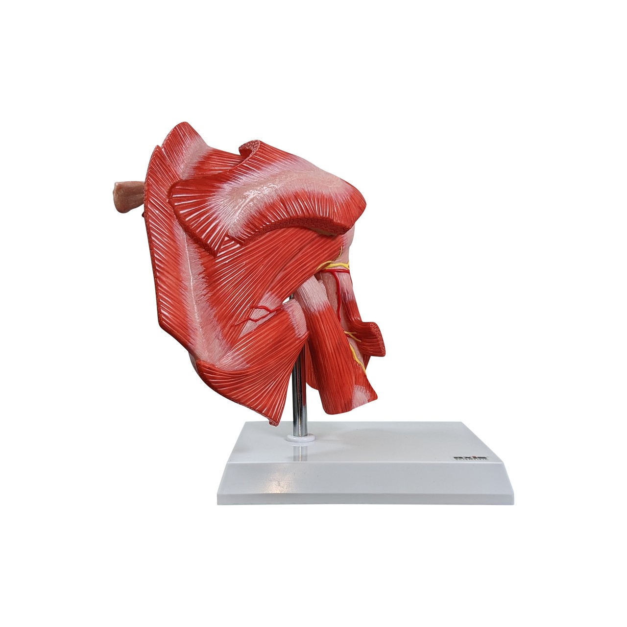 Axis Scientific Muscled Shoulder Joint