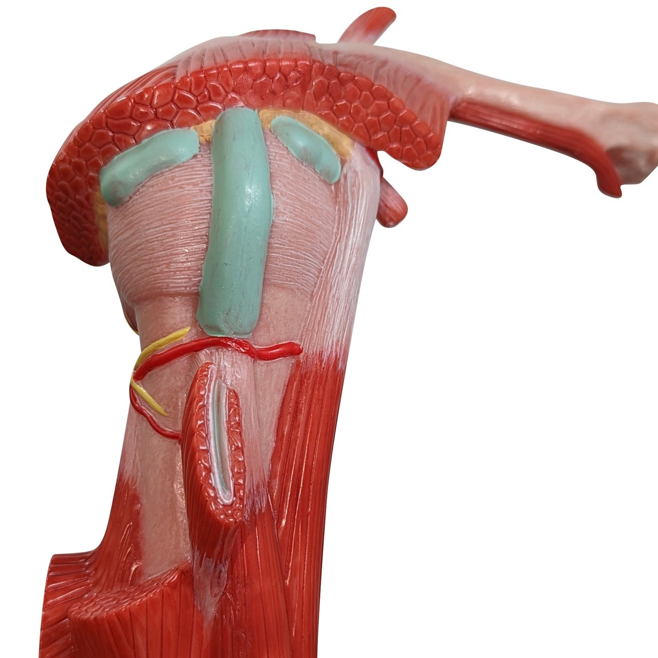 Axis Scientific Muscled Shoulder Joint