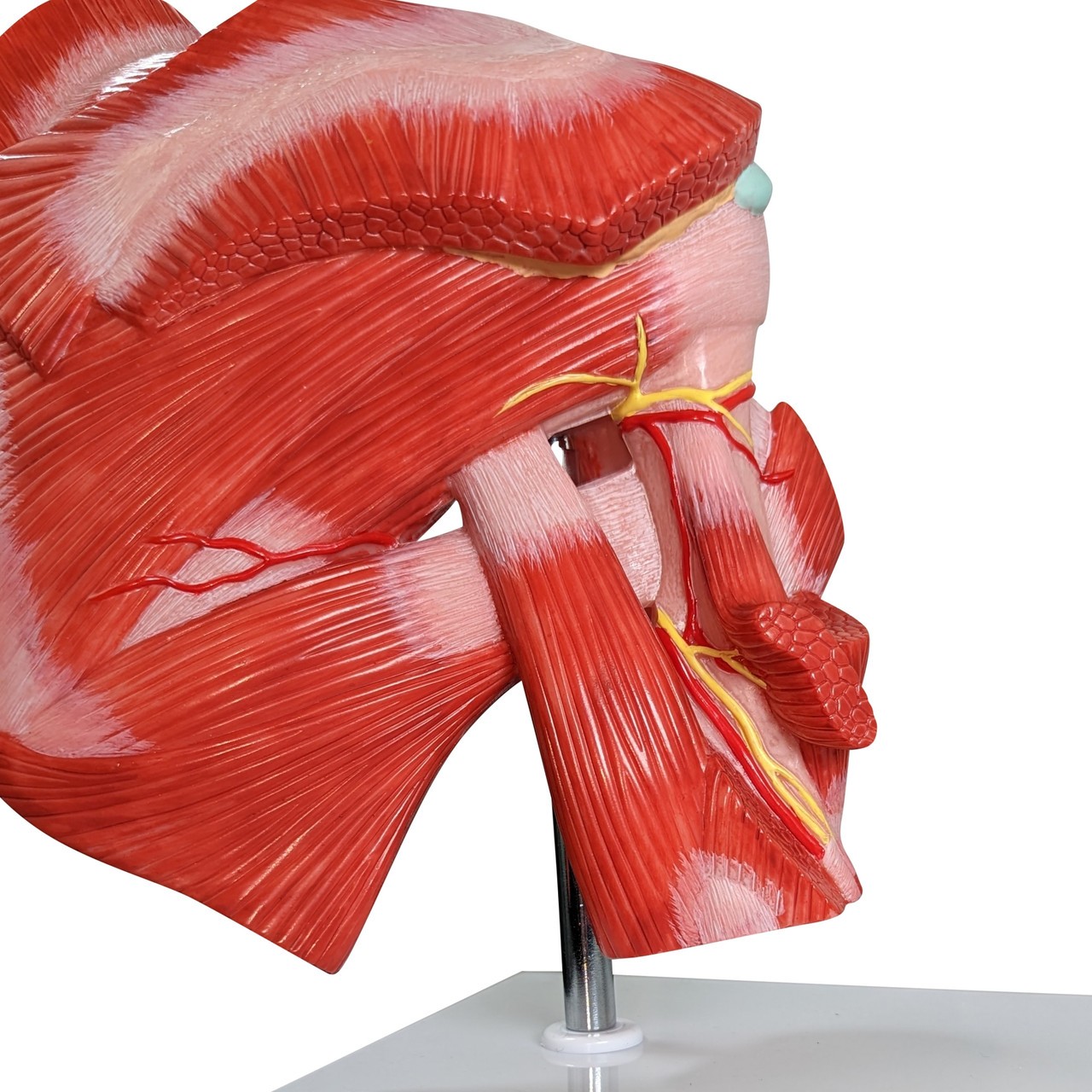 Axis Scientific Muscled Shoulder Joint