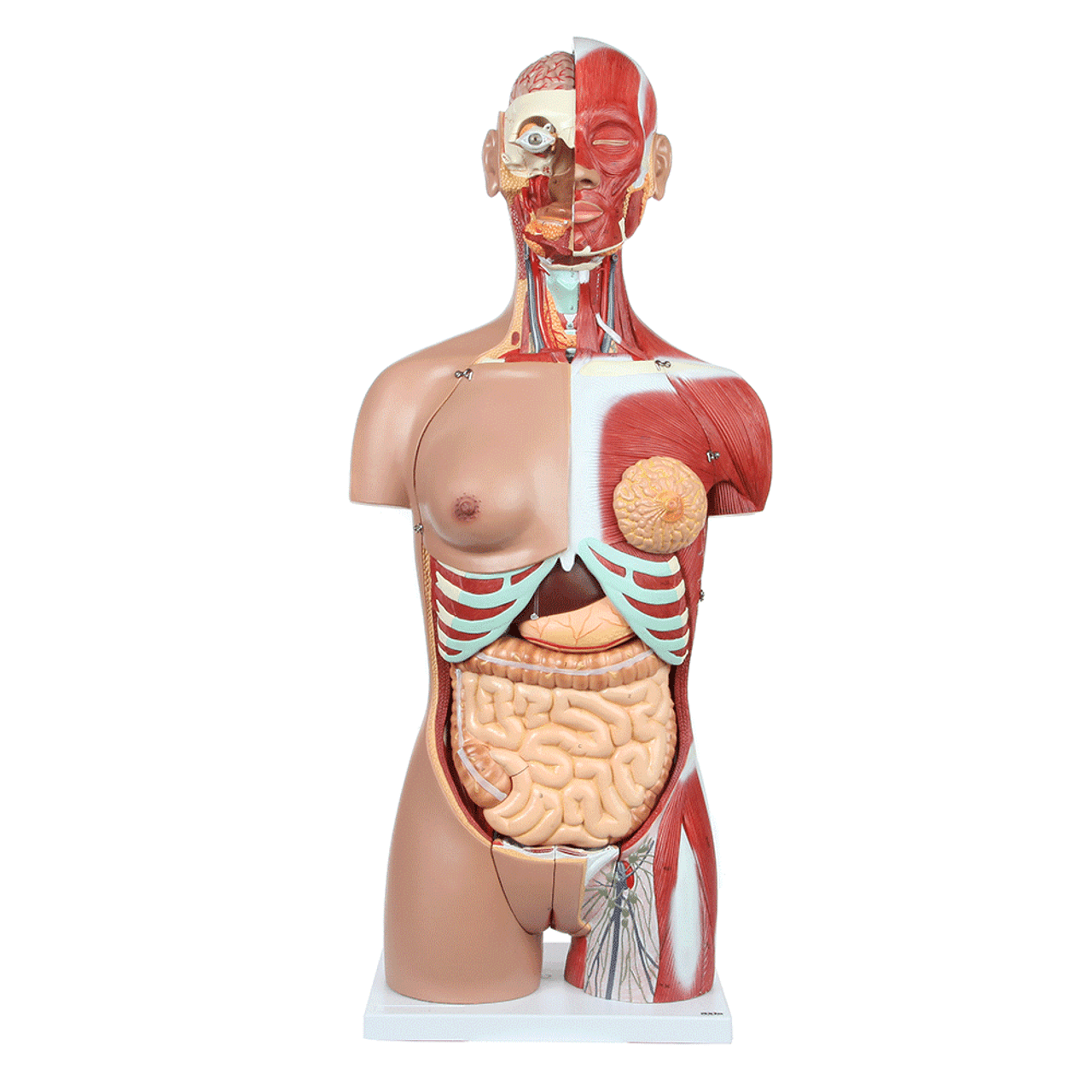 Axis Scientific Life-Size Dual-Sex 28-Part Muscled Human Torso Anatomy Model 360-degree Animated View