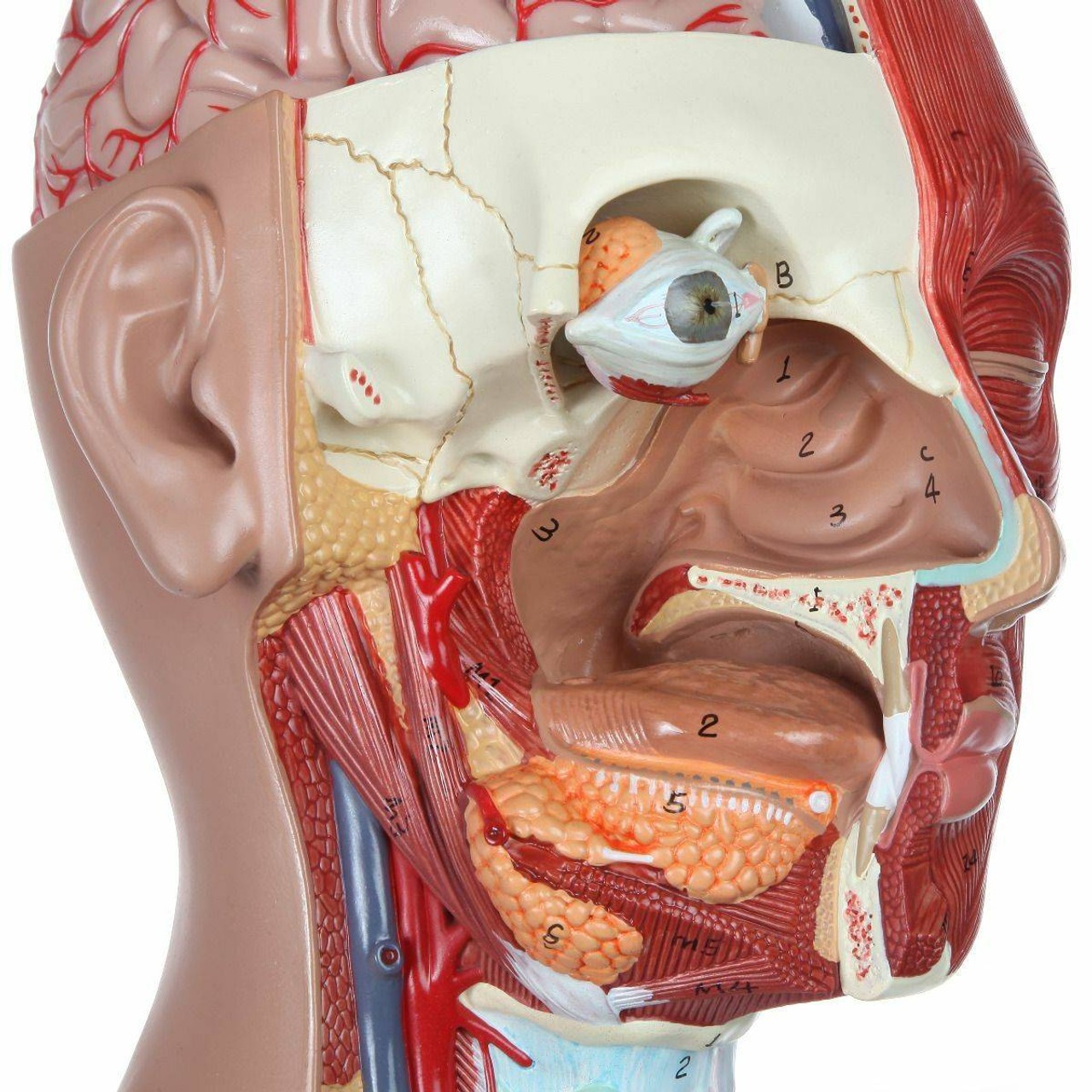 Axis Scientific Life-Size Dual-Sex 28-Part Muscled Human Torso Anatomy Model Oral Cavity and Orbit View