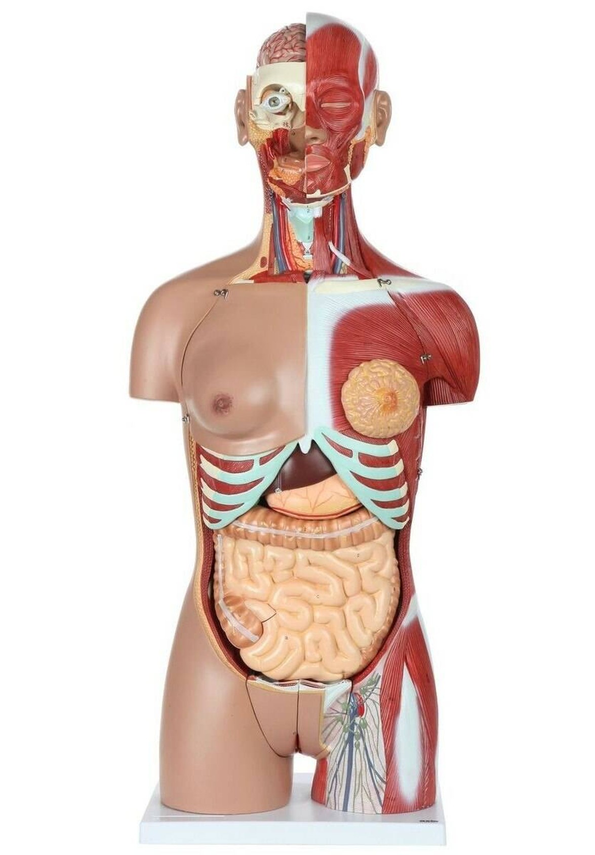 Axis Scientific Life-Size Dual-Sex 28-Part Muscled Human