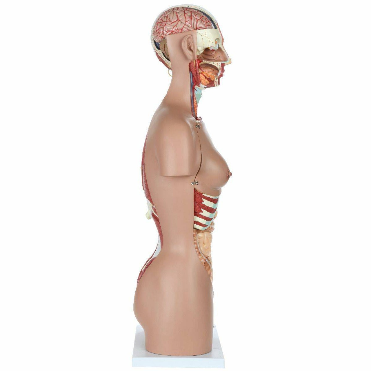 Axis Scientific Life-Size Dual-Sex 28-Part Muscled Human Torso Anatomy Model Right View