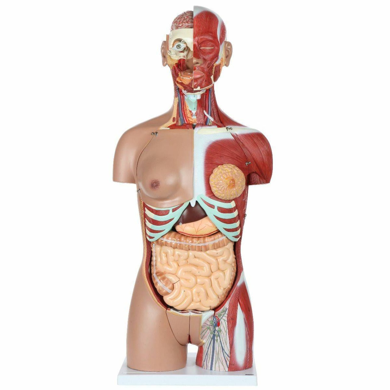 Axis Scientific Life-Size Dual-Sex 28-Part Muscled Human Torso Anatomy Model Front View