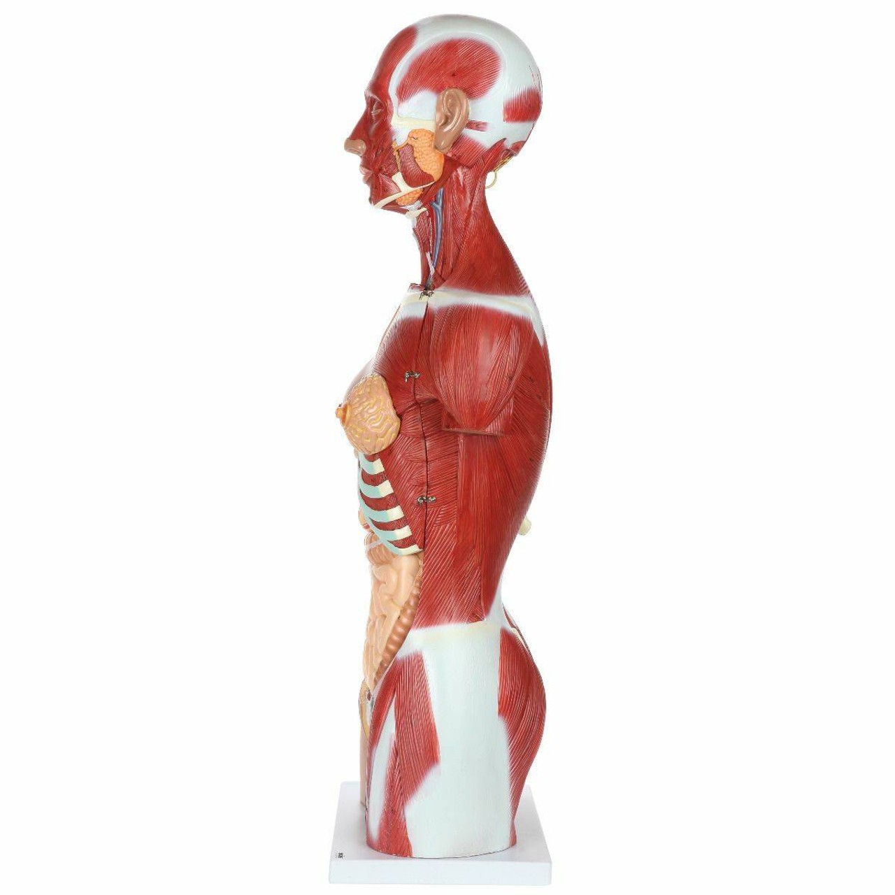 Axis Scientific Life-Size Dual-Sex 28-Part Muscled Human Torso Anatomy Model Left View