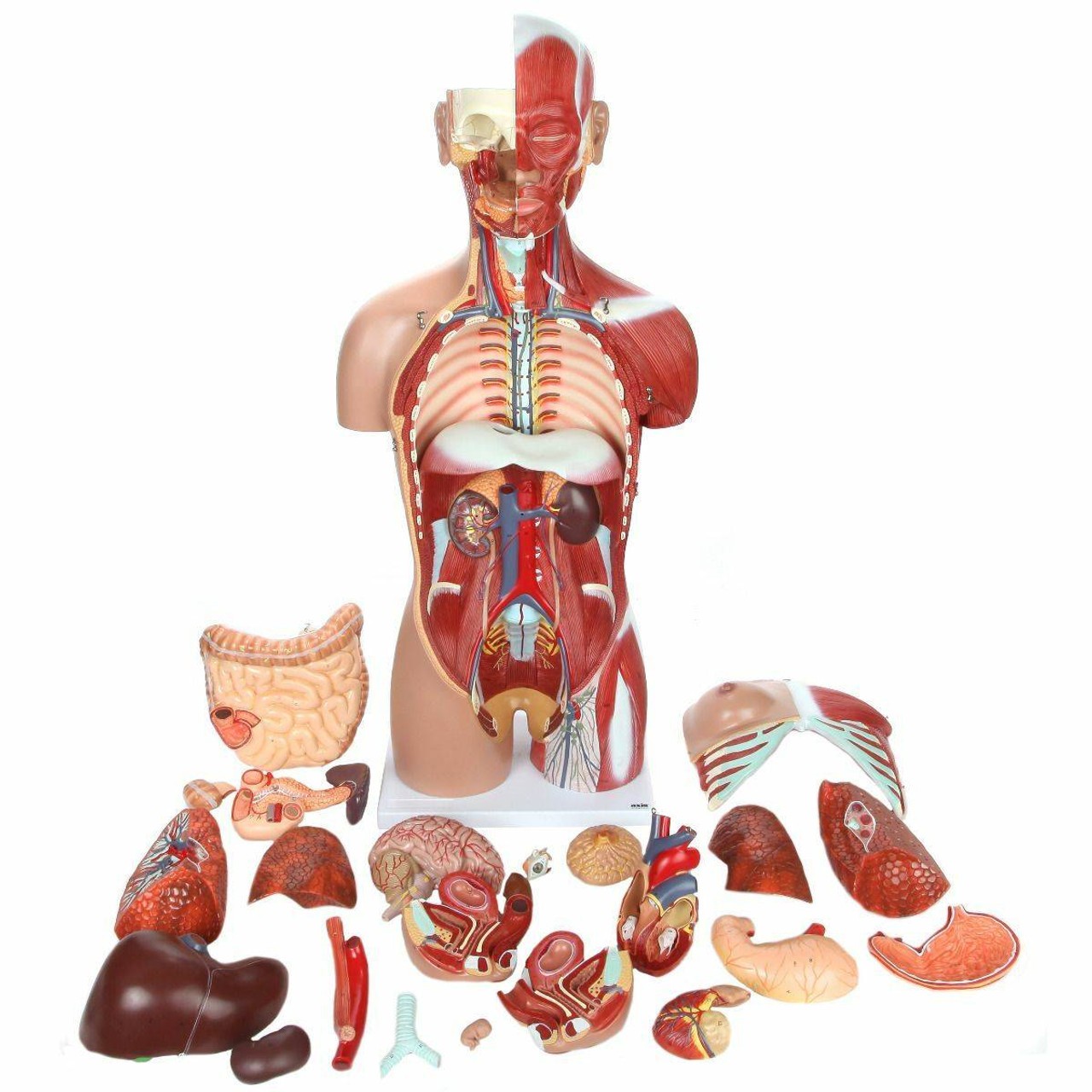 Axis Scientific Life-Size Dual-Sex 28-Part Muscled Human Torso Anatomy Model Each Part Being Detached from the Model