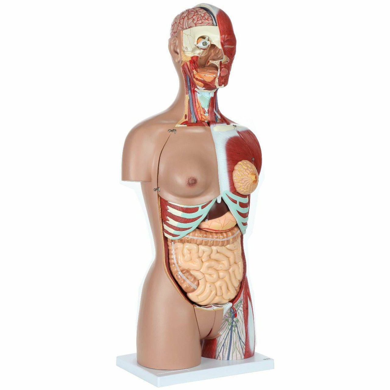 Axis Scientific Life-Size Dual-Sex 28-Part Muscled Human Torso Anatomy Model Front Right View
