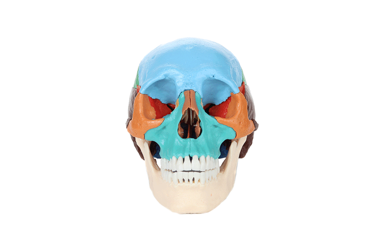 Axis Scientific 22 Part Osteopathic Didactic Human Skull