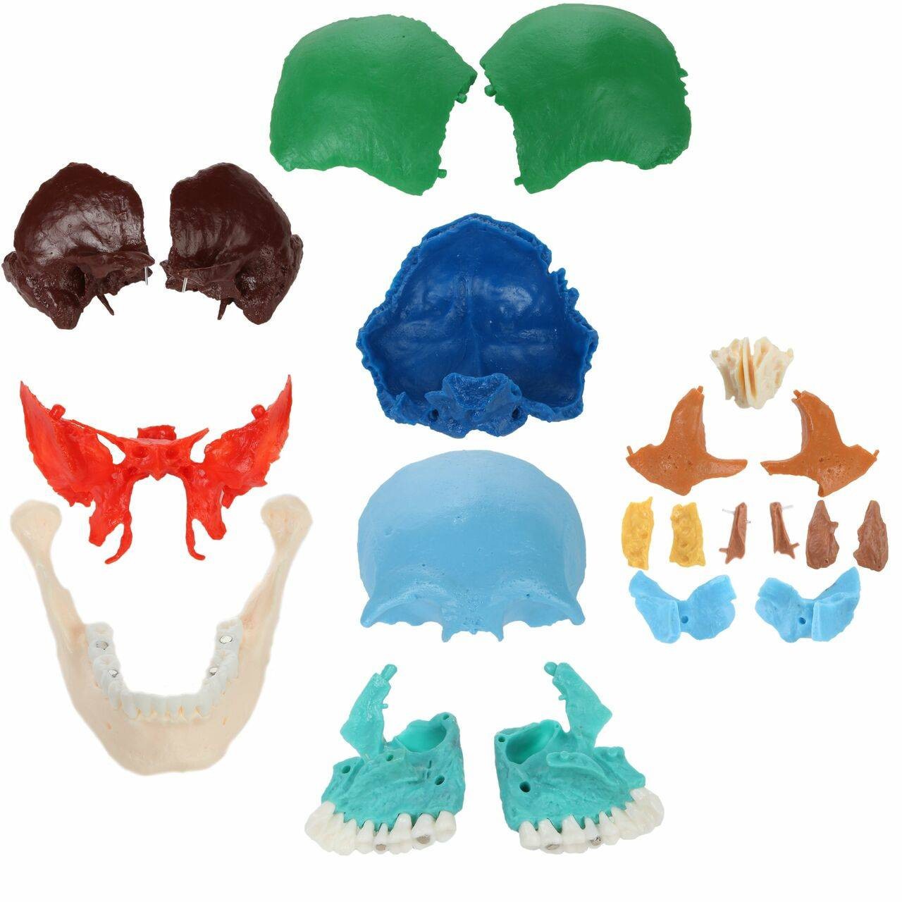 Axis Scientific 22 Part Osteopathic Didactic Human Skull | Anatomy