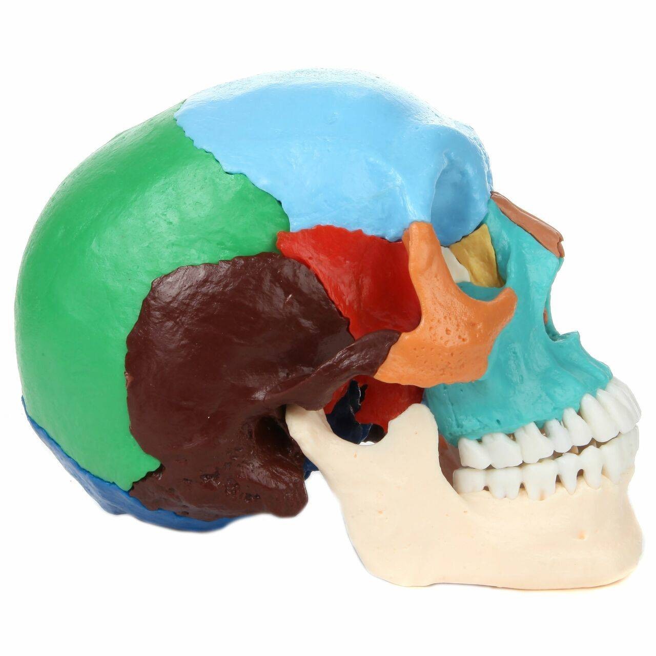 Axis Scientific 22 Part Osteopathic Didactic Human Skull