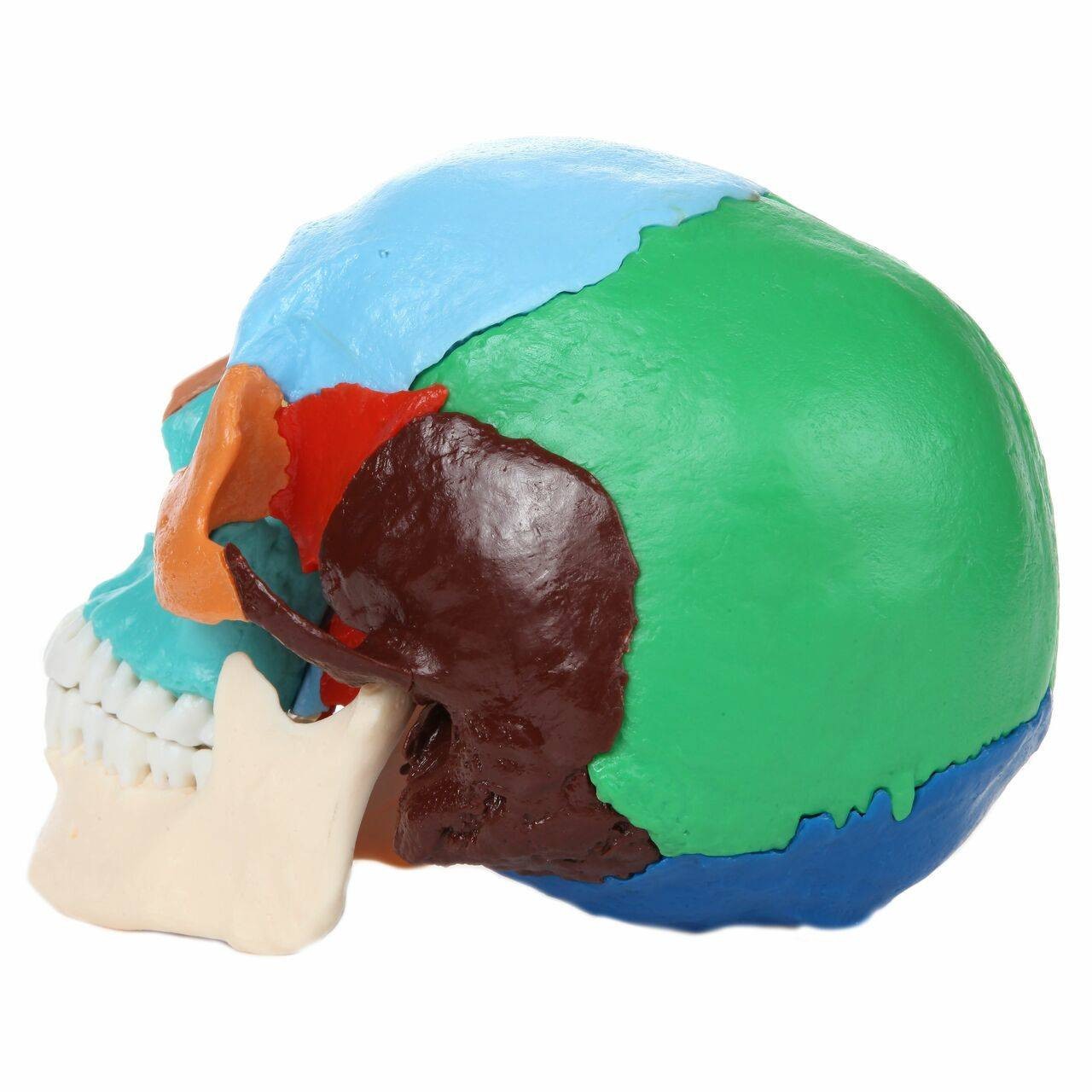 Axis Scientific 22 Part Osteopathic Didactic Human Skull