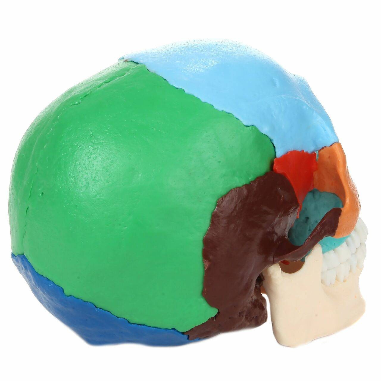 Axis Scientific 22 Part Osteopathic Didactic Human Skull