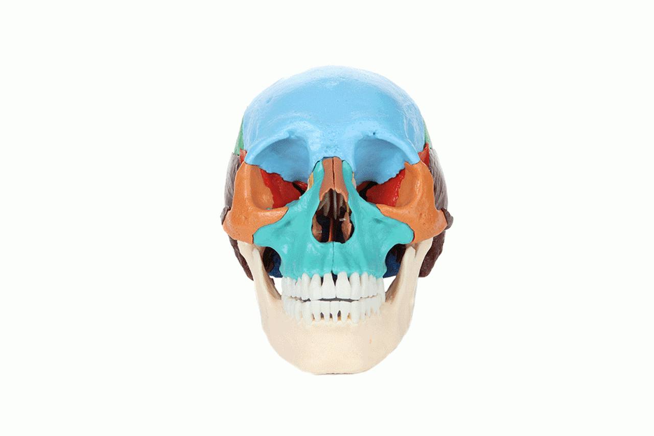 Axis Scientific 22 Part Osteopathic Didactic Human Skull