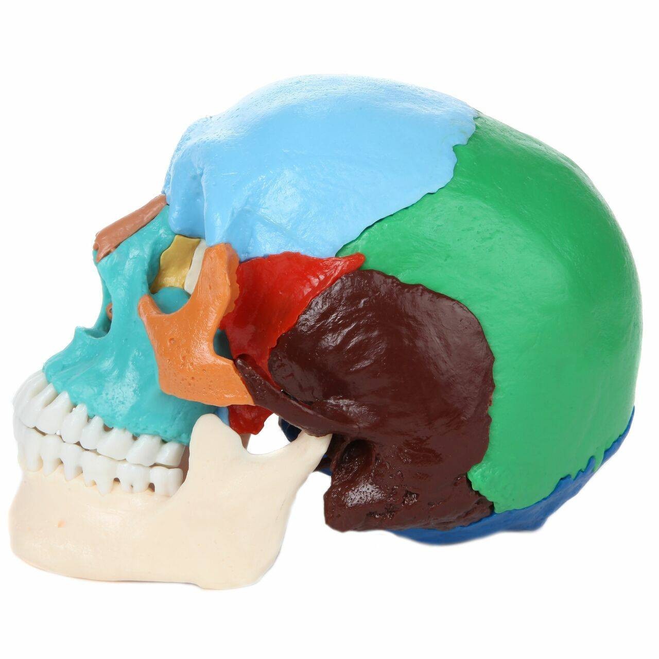 Axis Scientific 22 Part Osteopathic Didactic Human Skull