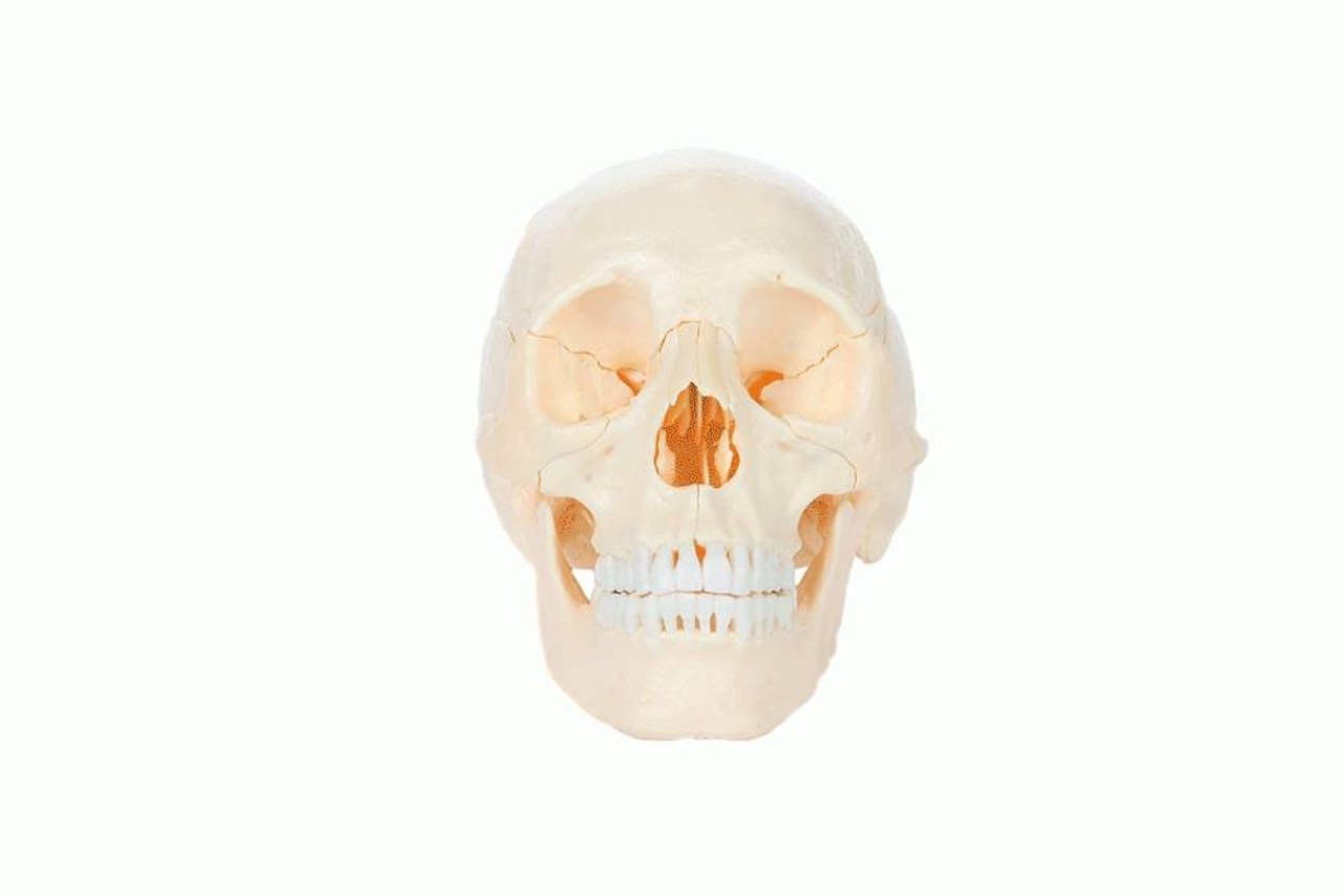 Axis Scientific 22 Part Osteopathic Natural Bone Human Skull