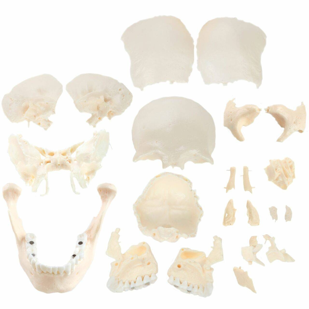 Axis Scientific 22 Part Osteopathic Natural Bone Human Skull