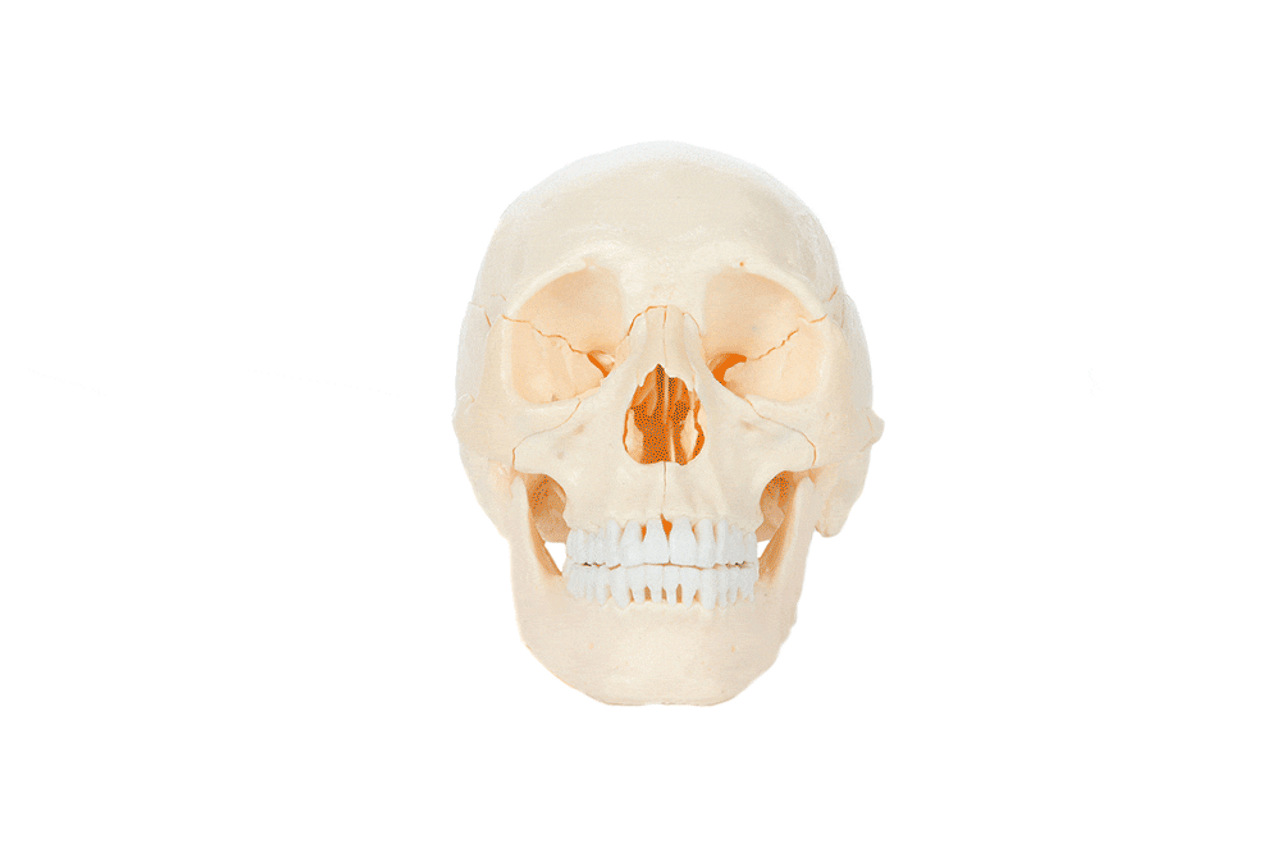 Axis Scientific 22 Part Osteopathic Natural Bone Human Skull