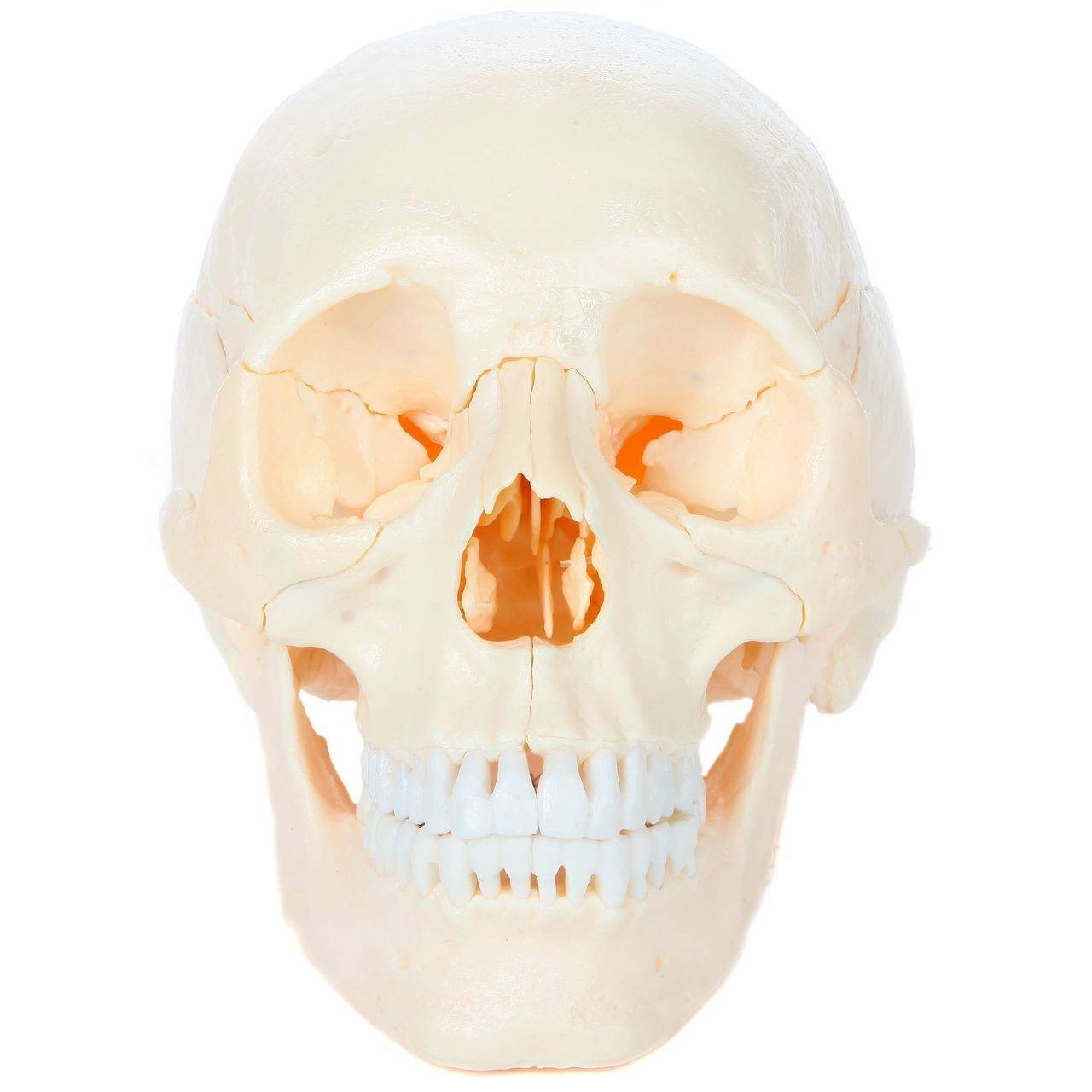 Axis Scientific 22 Part Osteopathic Natural Bone Human Skull