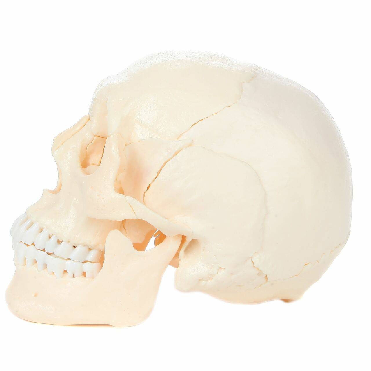Axis Scientific 22 Part Osteopathic Natural Bone Human Skull