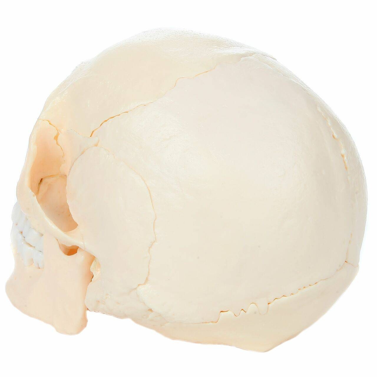 Axis Scientific 22 Part Osteopathic Natural Bone Human Skull