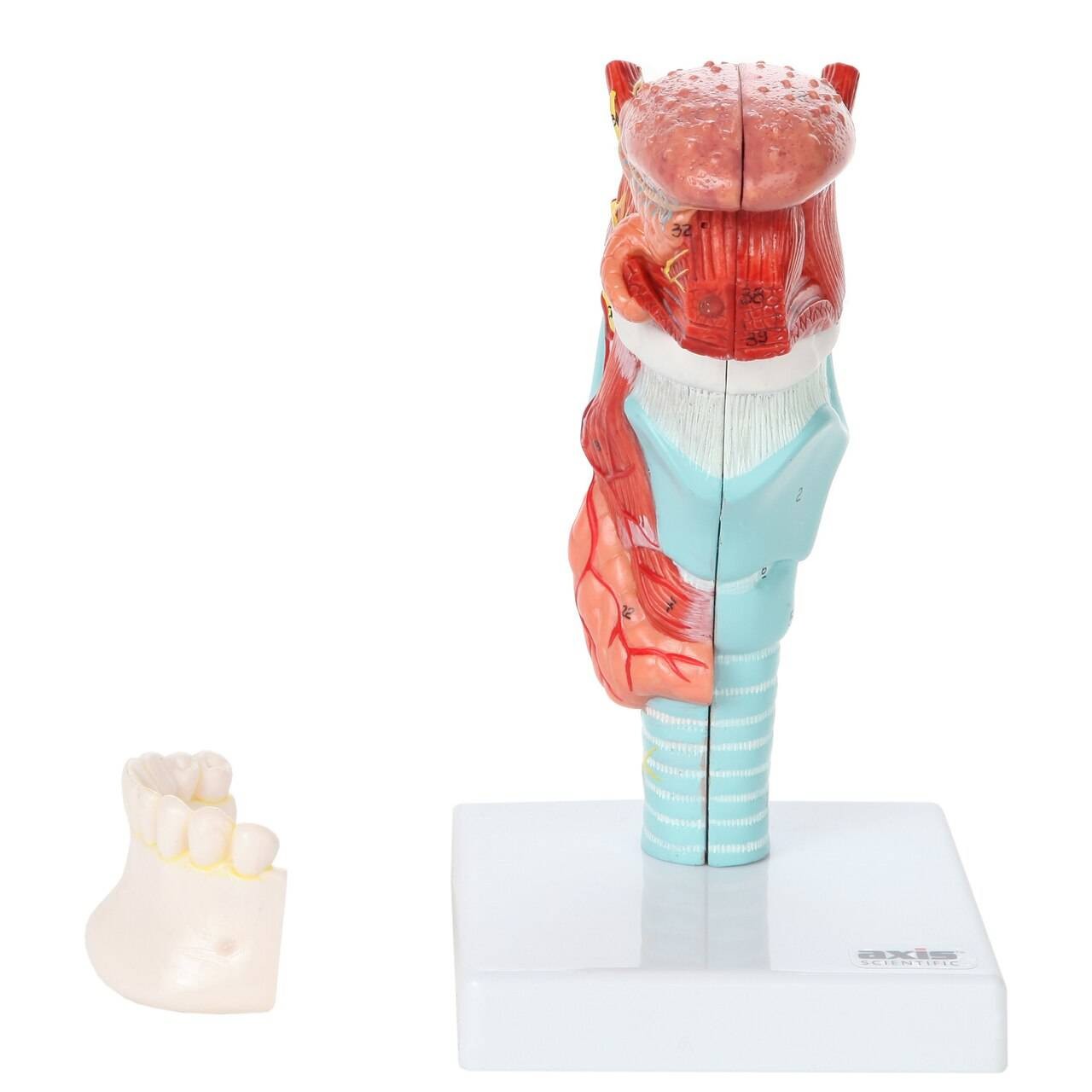 Axis Scientific 5-Part Larynx and Tongue Model