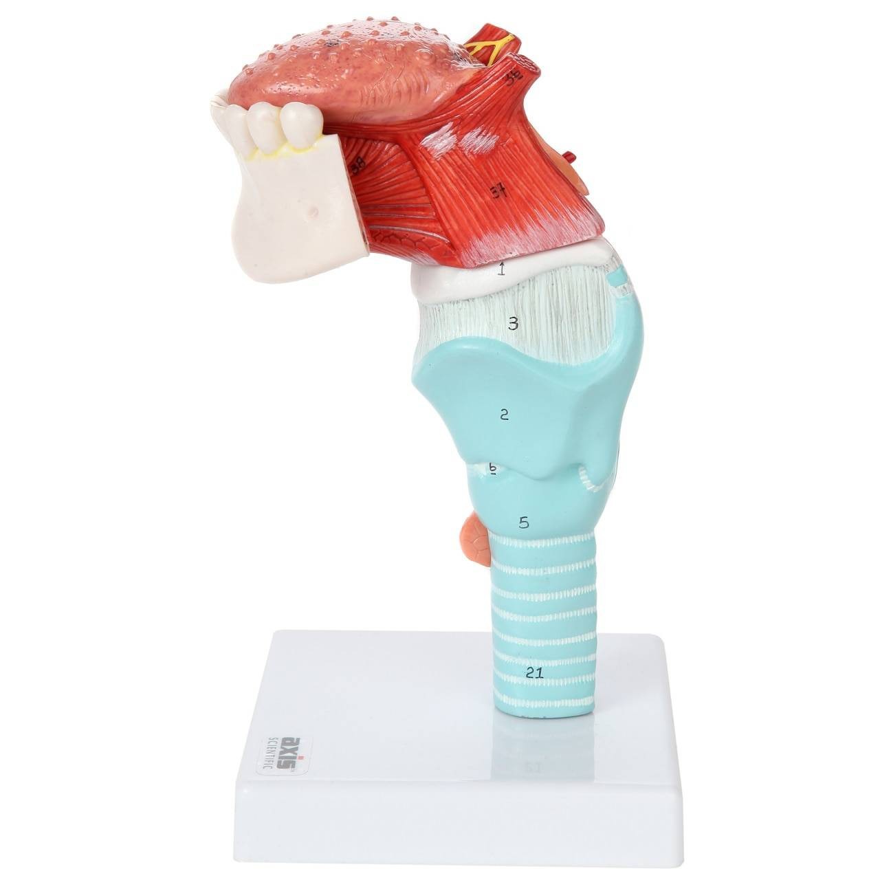 Axis Scientific 5-Part Larynx and Tongue Model