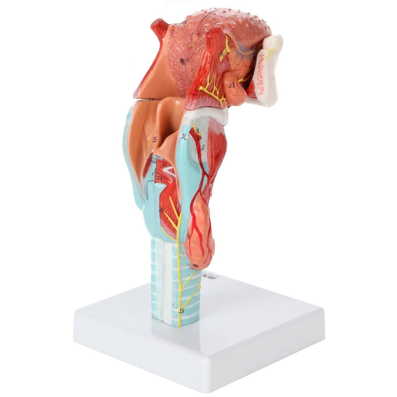 Axis Scientific 5-Part Larynx and Tongue Model