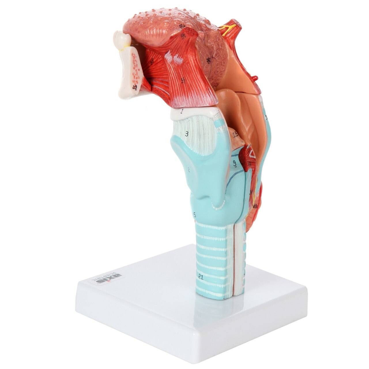 Axis Scientific 5-Part Larynx and Tongue Model
