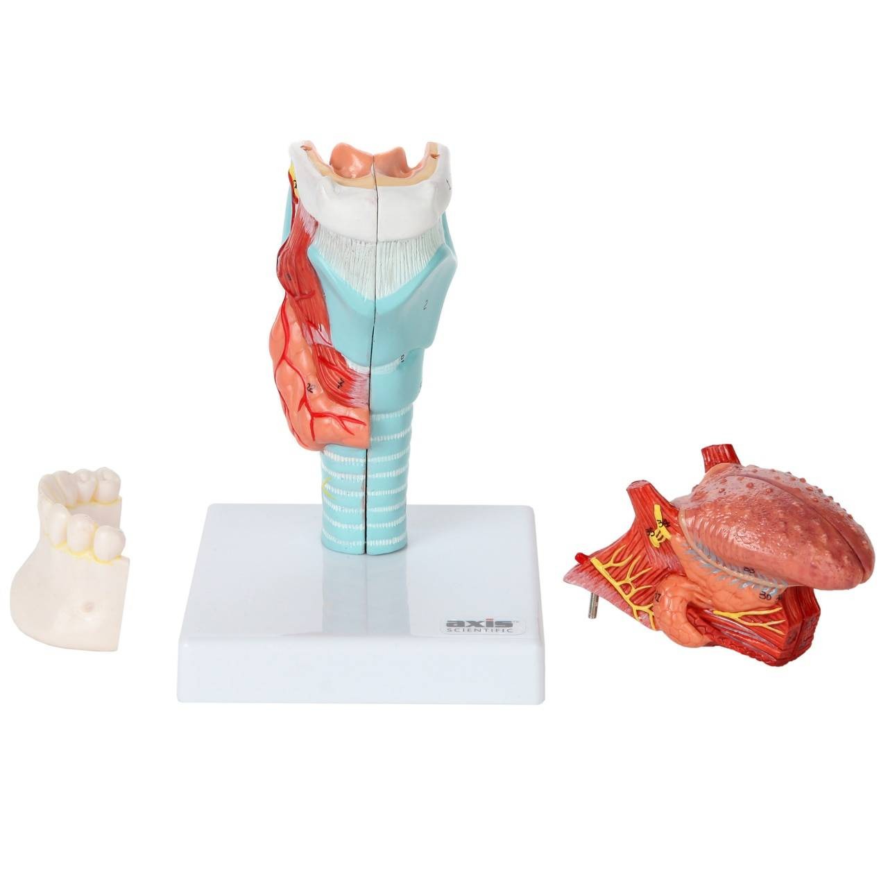 Axis Scientific 5-Part Larynx and Tongue Model