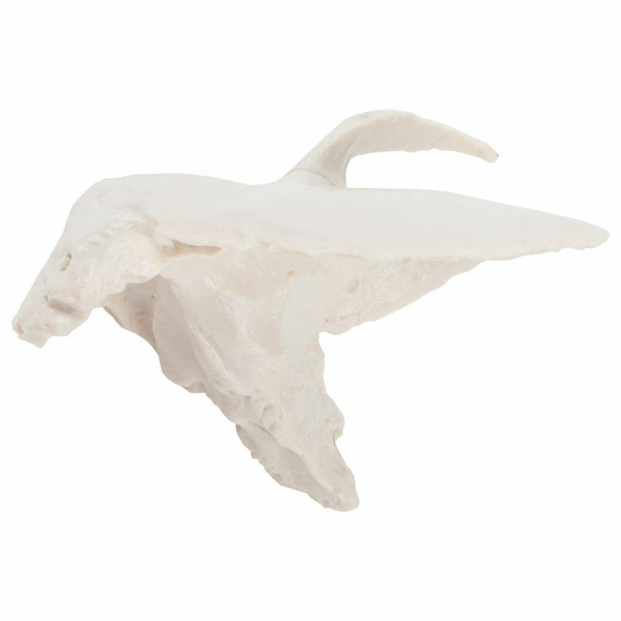 Axis Scientific Temporal Bone