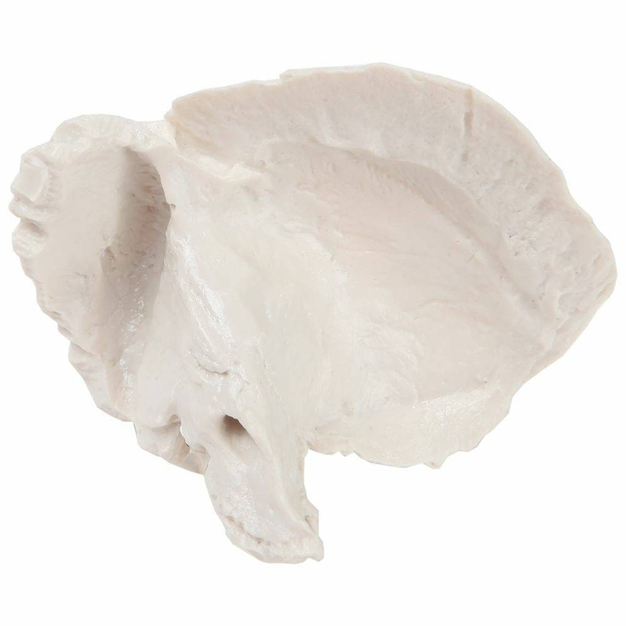 Axis Scientific Temporal Bone