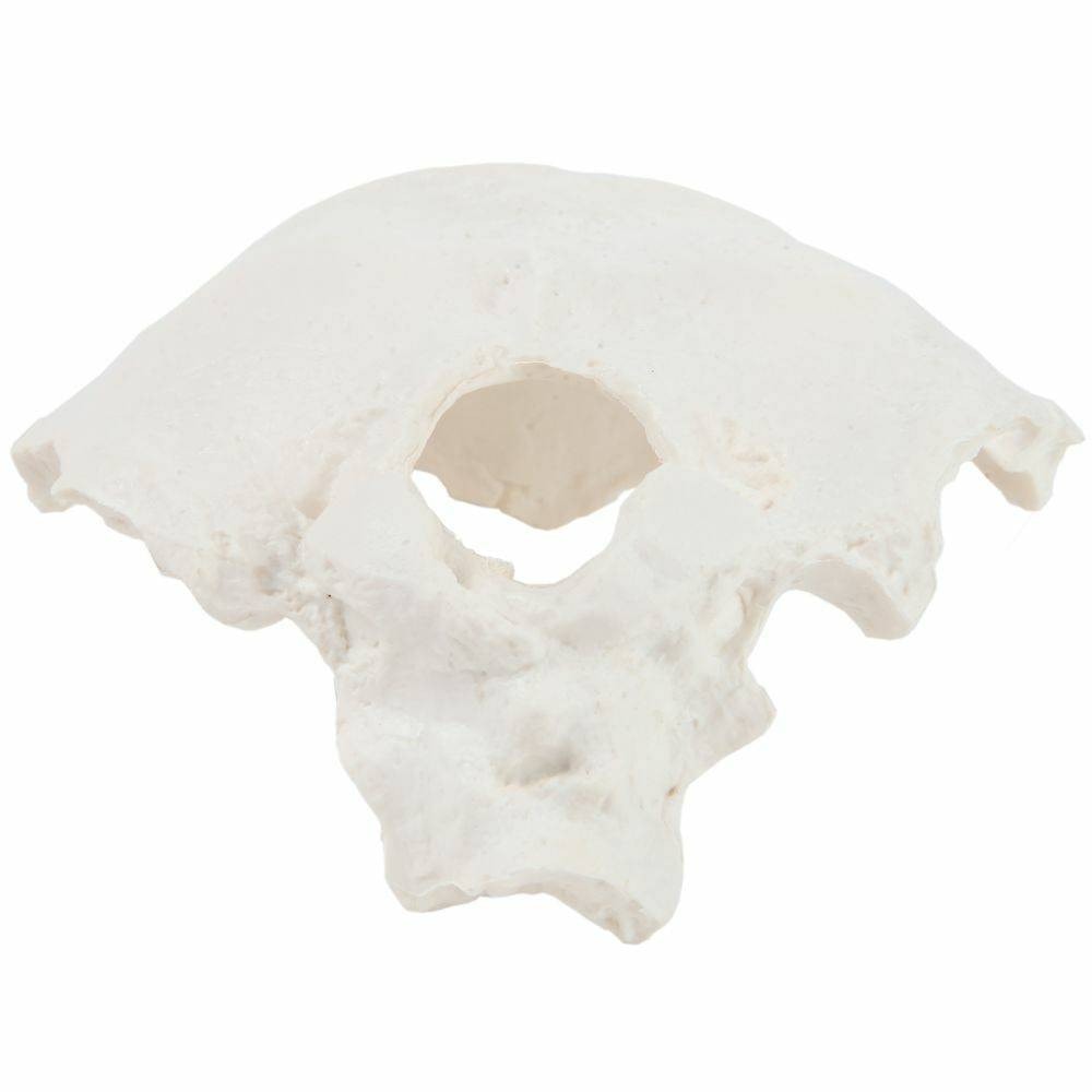 Axis Scientific Occipital Bone | Anatomy Warehouse