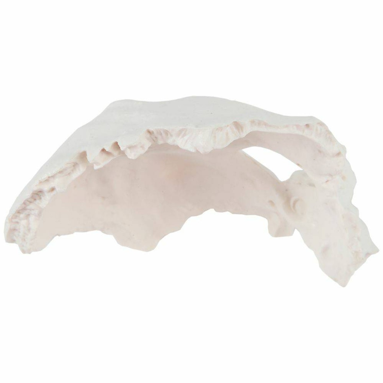 Axis Scientific Occipital Bone