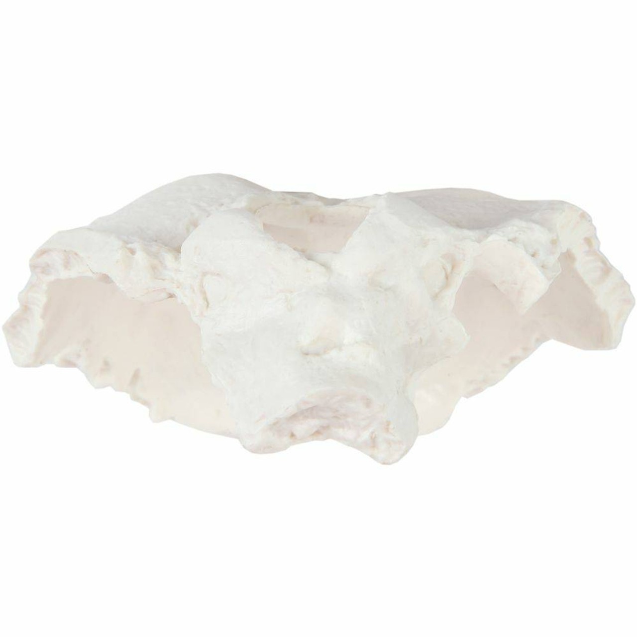 Axis Scientific Occipital Bone