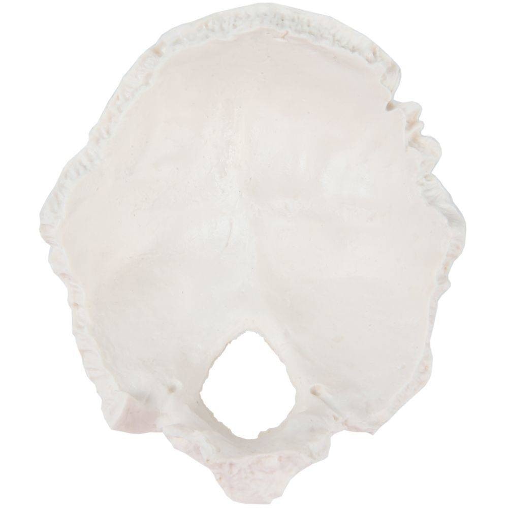 Axis Scientific Occipital Bone | Anatomy Warehouse