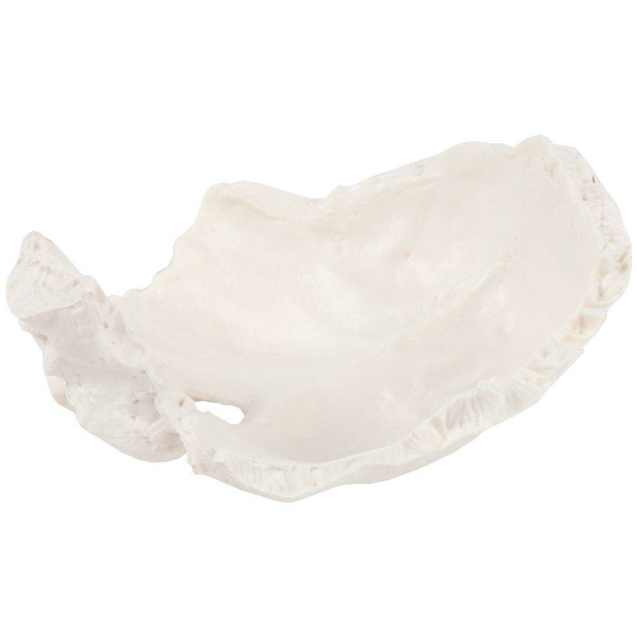 Axis Scientific Occipital Bone